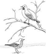 Thrush coloring pages free coloring pages