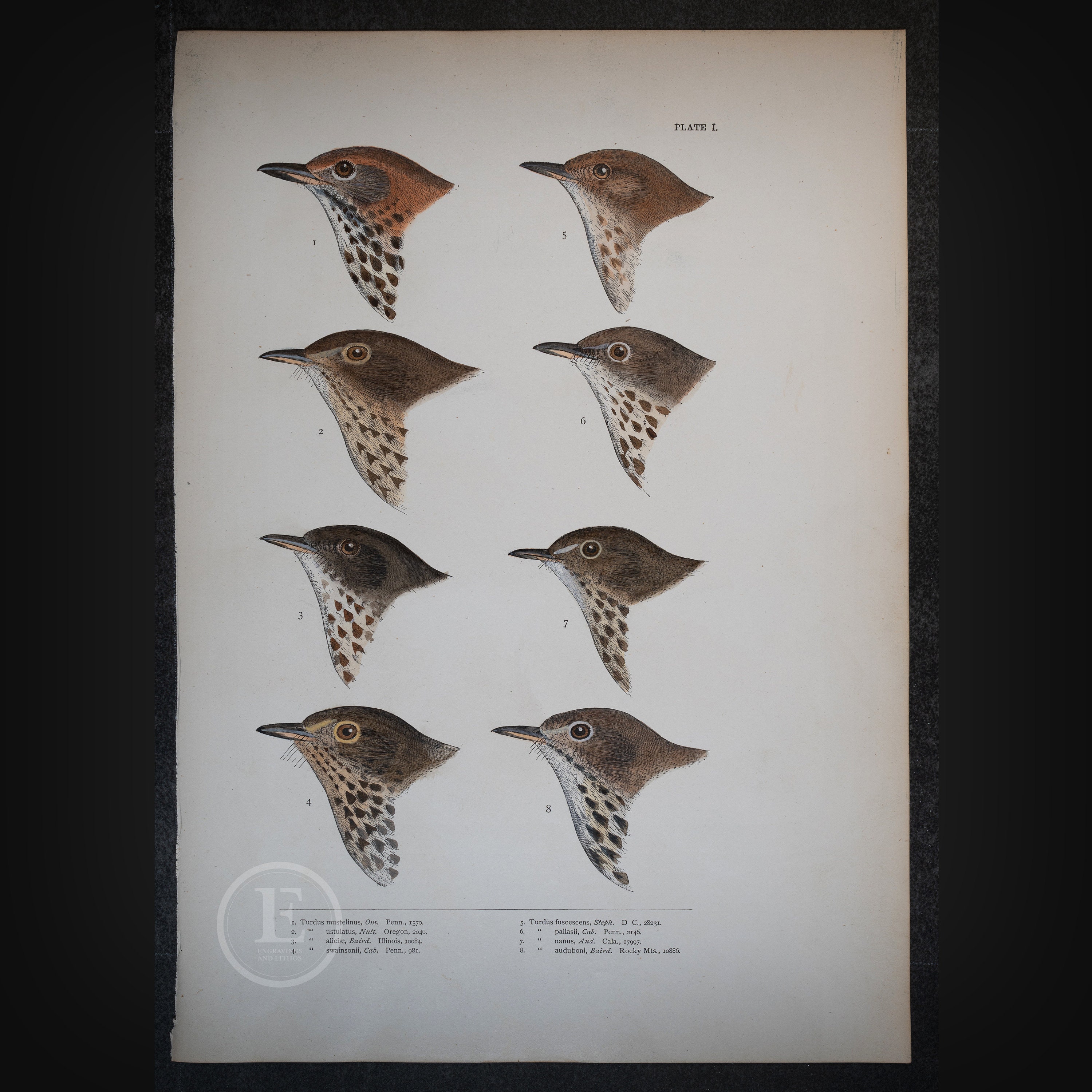 The thrushes wood and dusky thrush original print from book a history of north american birds baird