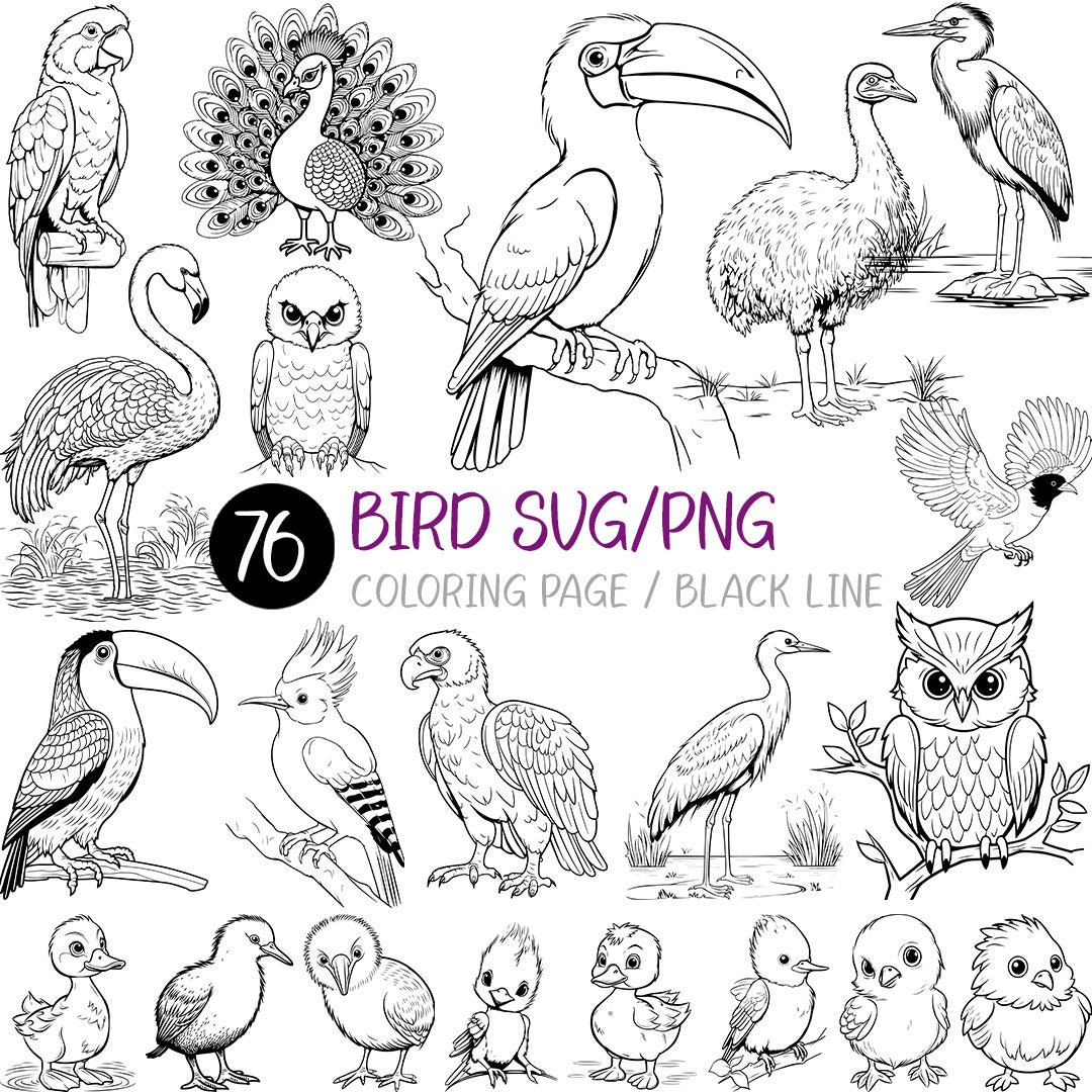 Bird svg png coloring page kid book adult activity black line eagle peacock penguin flamingo hummingbird owl swan parrot toucan sparrow