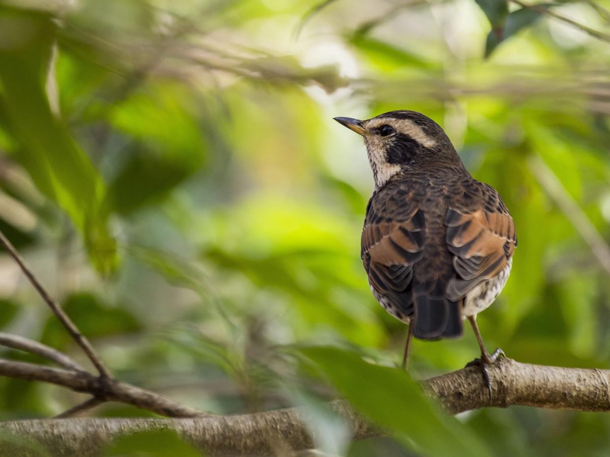 Dusky thrush bird facts turdus eunomus