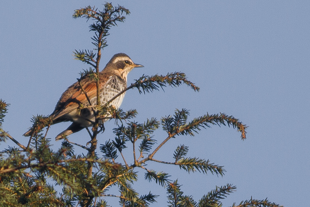 Filedusky thrush schal wildlife sanctuary darjeeling west bgal india jpg