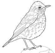 Thrush coloring pages free coloring pages