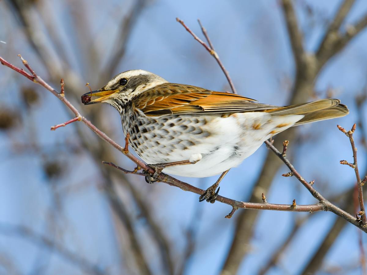 Dusky thrush bird facts turdus eunomus