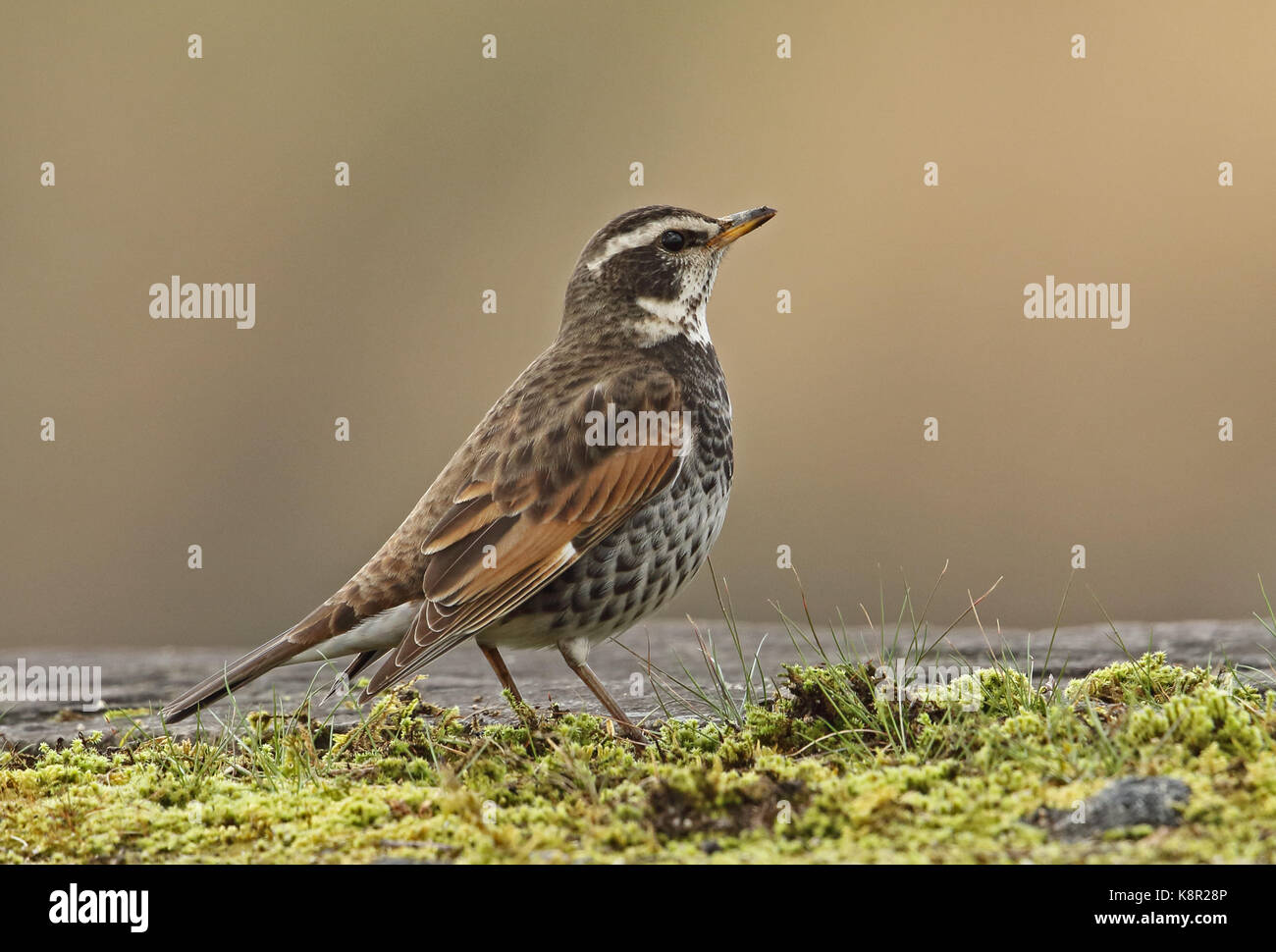 Dusky thrushes hi