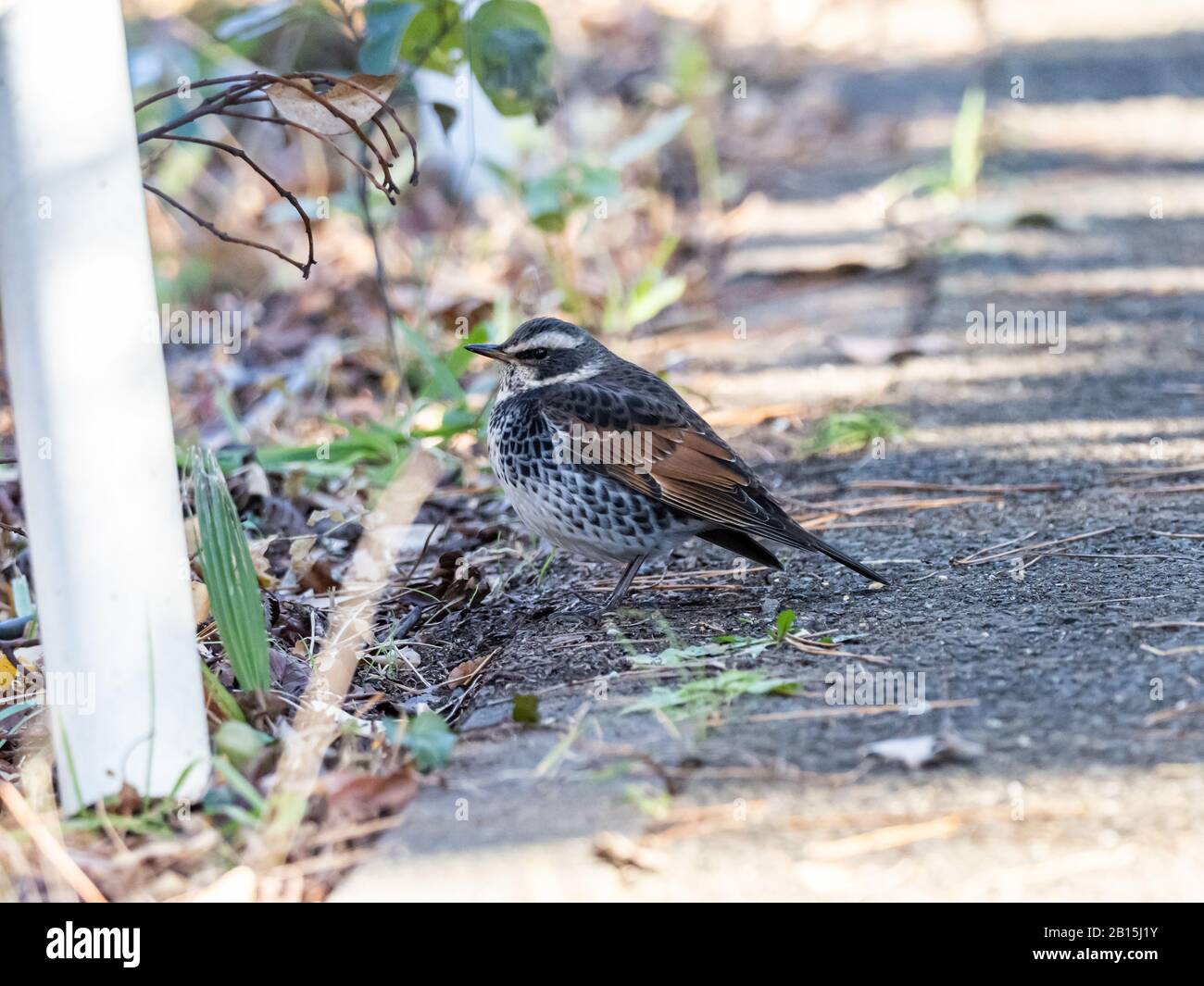 Dusky thrushes hi