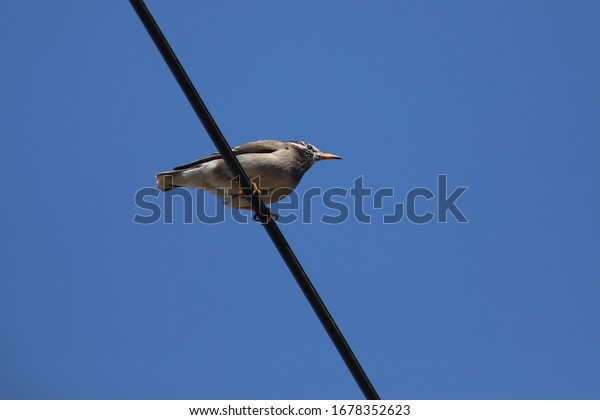 Whites thrush over royalty
