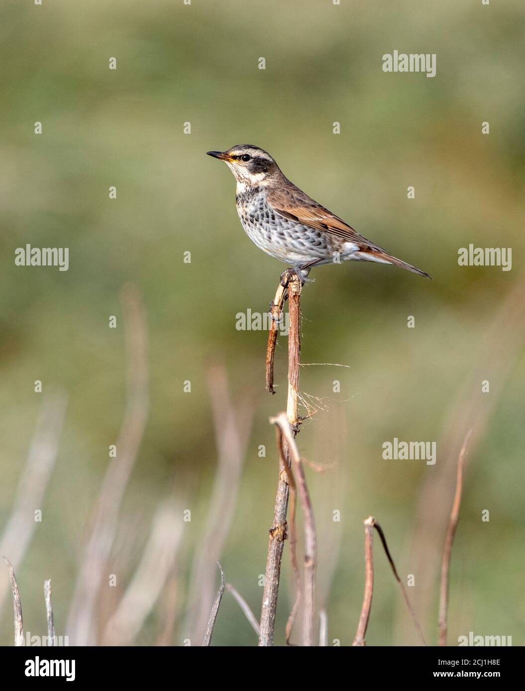 Dusky thrushes hi