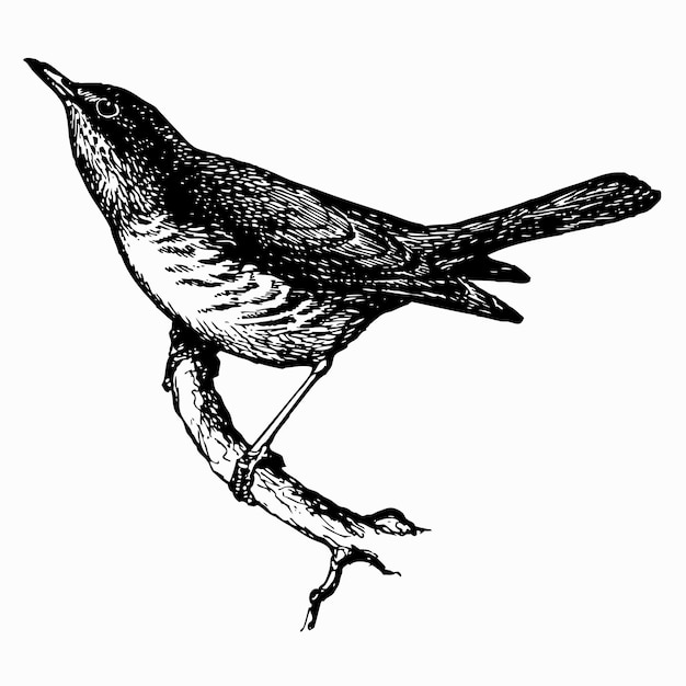 Premium vector bird dusky thrush