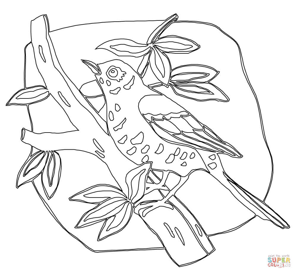 Wood thrush coloring page free printable coloring pages