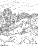 Thrush coloring pages free coloring pages