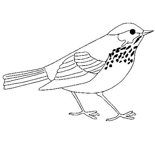 Thrush coloring page