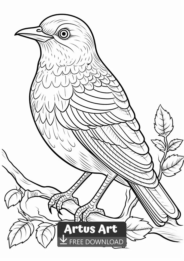 Pin on birds coloring pages