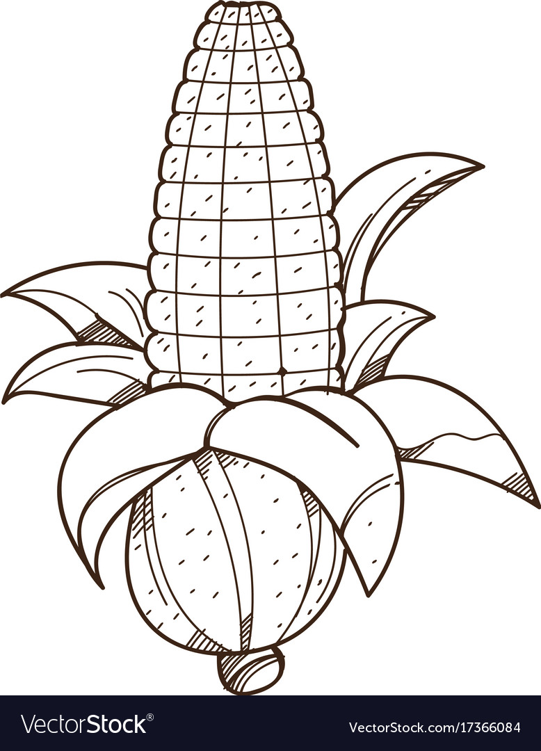 Ear of corn logo outline drawing for coloring vector image
