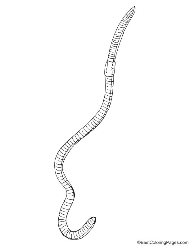 Long earthworm coloring page download free long earthworm coloring page for kids best coloring pages