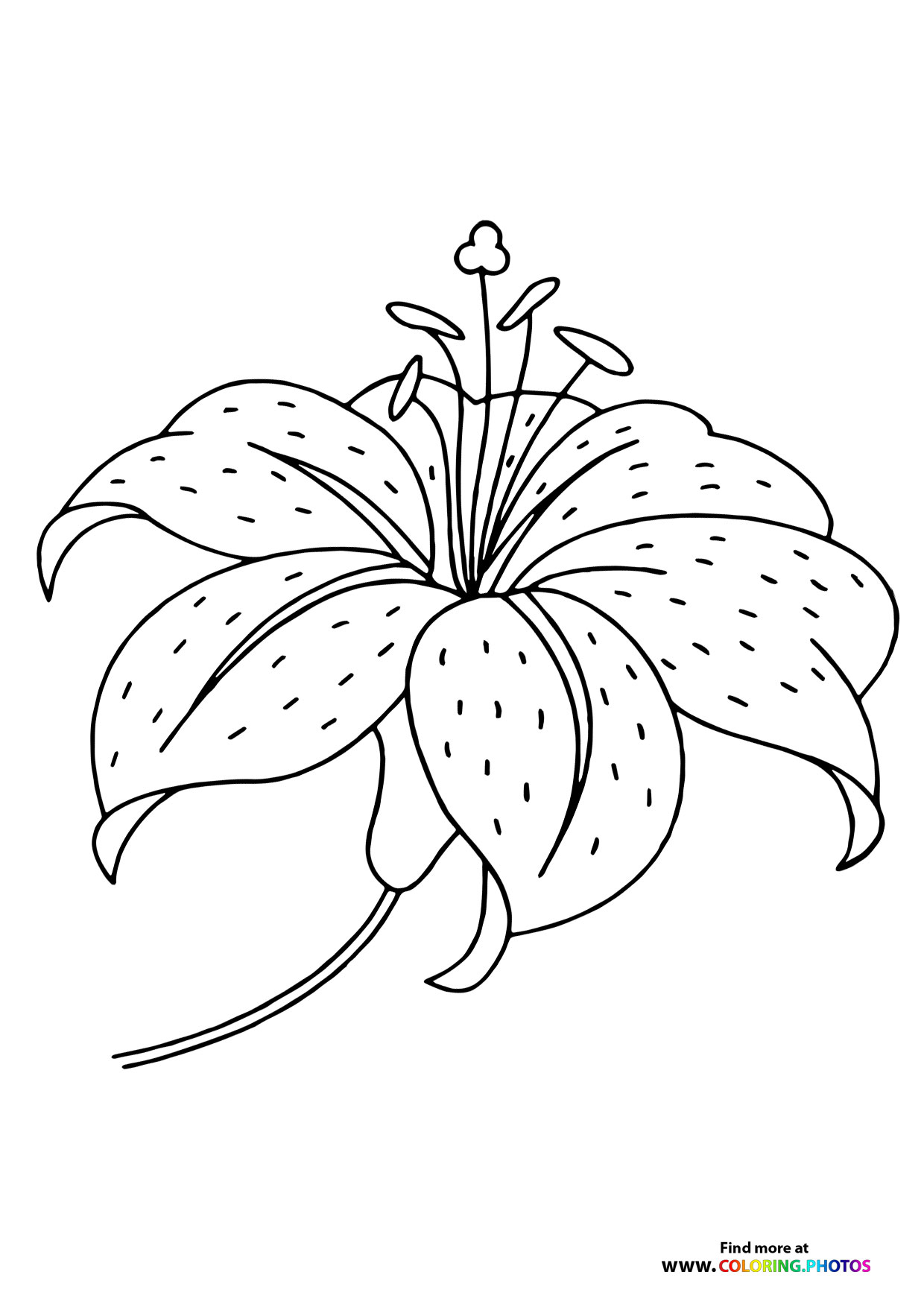 Beautiful easter lily