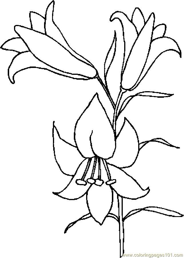 Easter lily drawing lily coloring page flower drawing lilies drawing pattern coloring pages