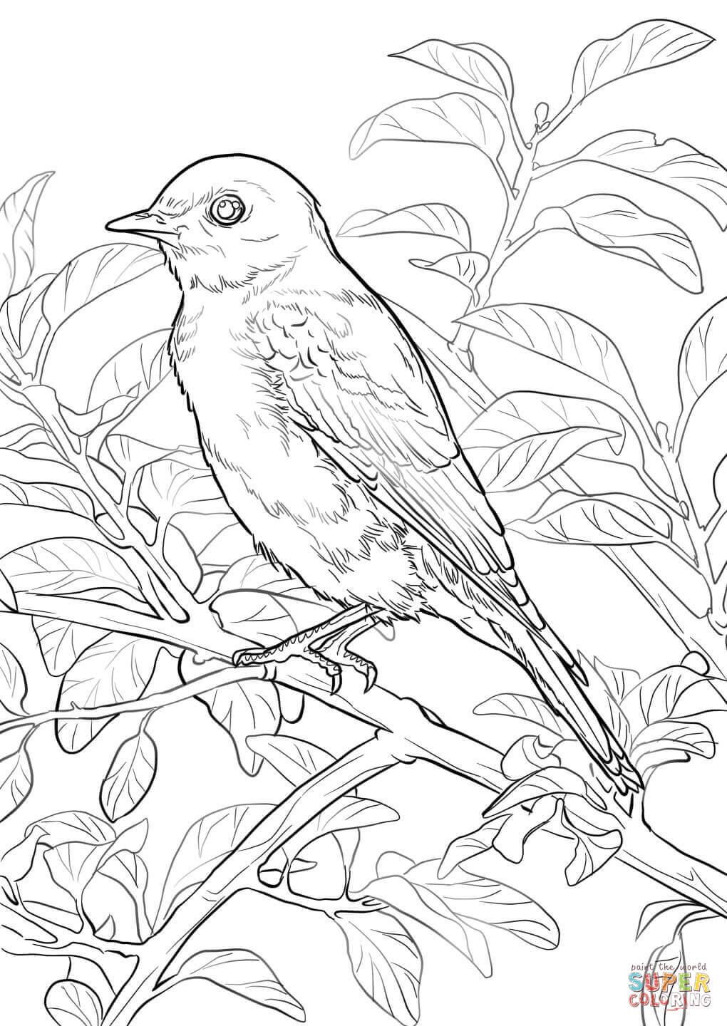 Eastern bluebird coloring page free printable coloring pages bird coloring pages flower coloring pages coloring pages