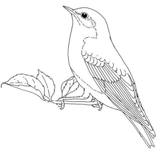 Bluebirds colorg omnivorous bird sheet bird colorg pages bird drawgs animal colorg pages