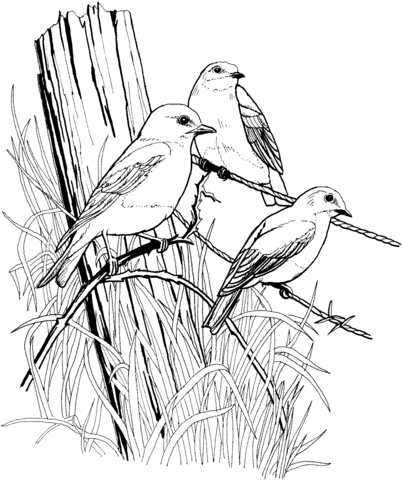 Eastern blue birds on barbed wire coloring page free printable coloring pages bird sketch bird coloring pages pyrography patterns