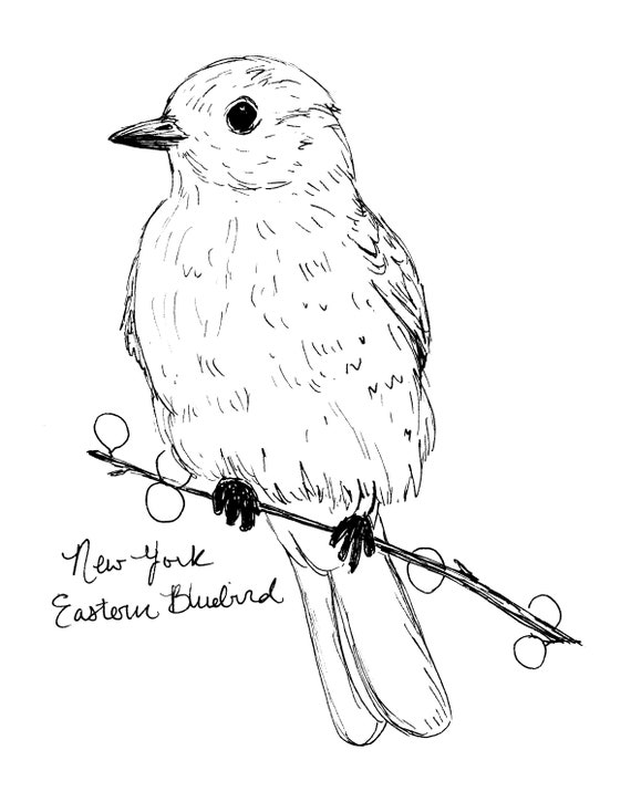 New york eastern blue bird state bird art print new york decor bluebird drawing new york gift black and white bird drawing
