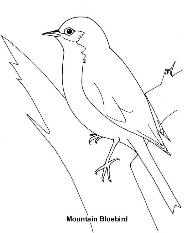 Bluebird coloring page