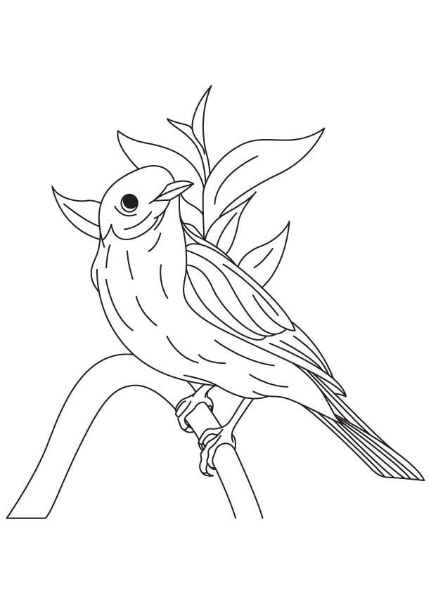 Download or print this amazing coloring page western bluebird coloring page download free western bluebird bird coloring pages coloring pages bird outline