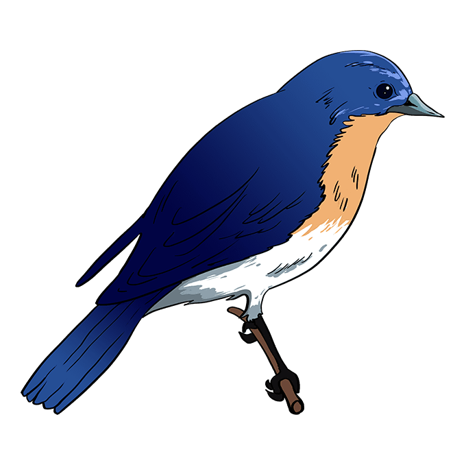 How to draw an eastern bluebird