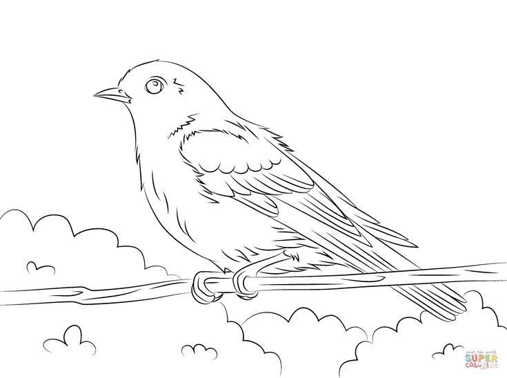Eastern bluebird coloring page free printable coloring pages bird coloring pages dinosaur coloring pages puppy coloring pages