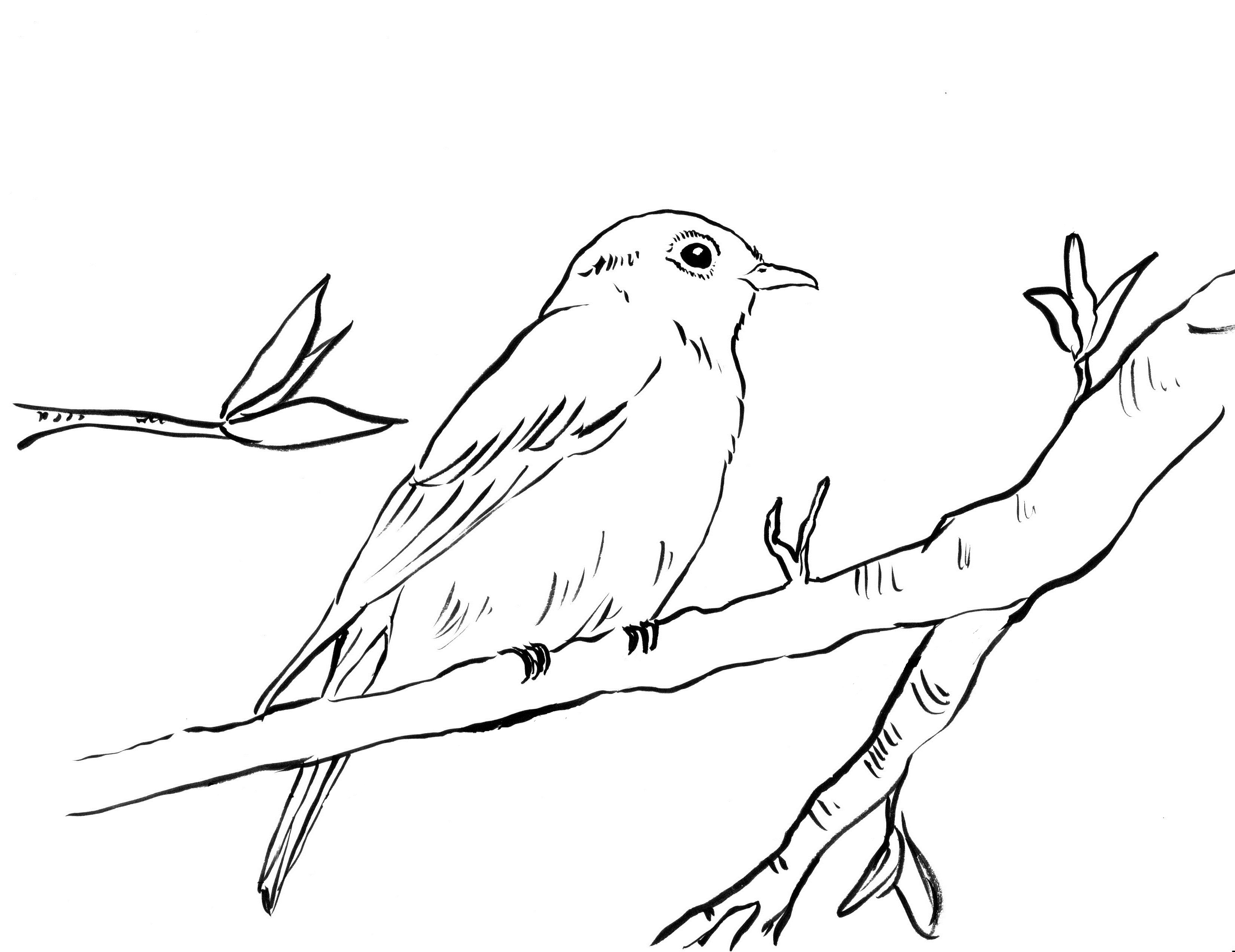 Bluebird coloring page