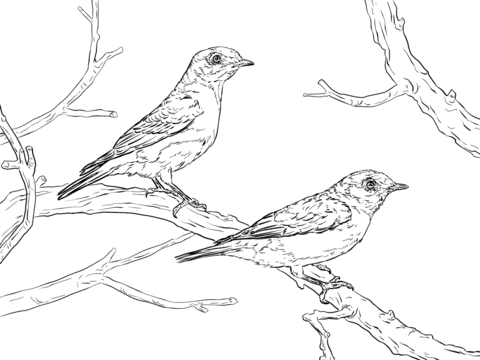 Eastern bluebird pair coloring page free printable coloring pages