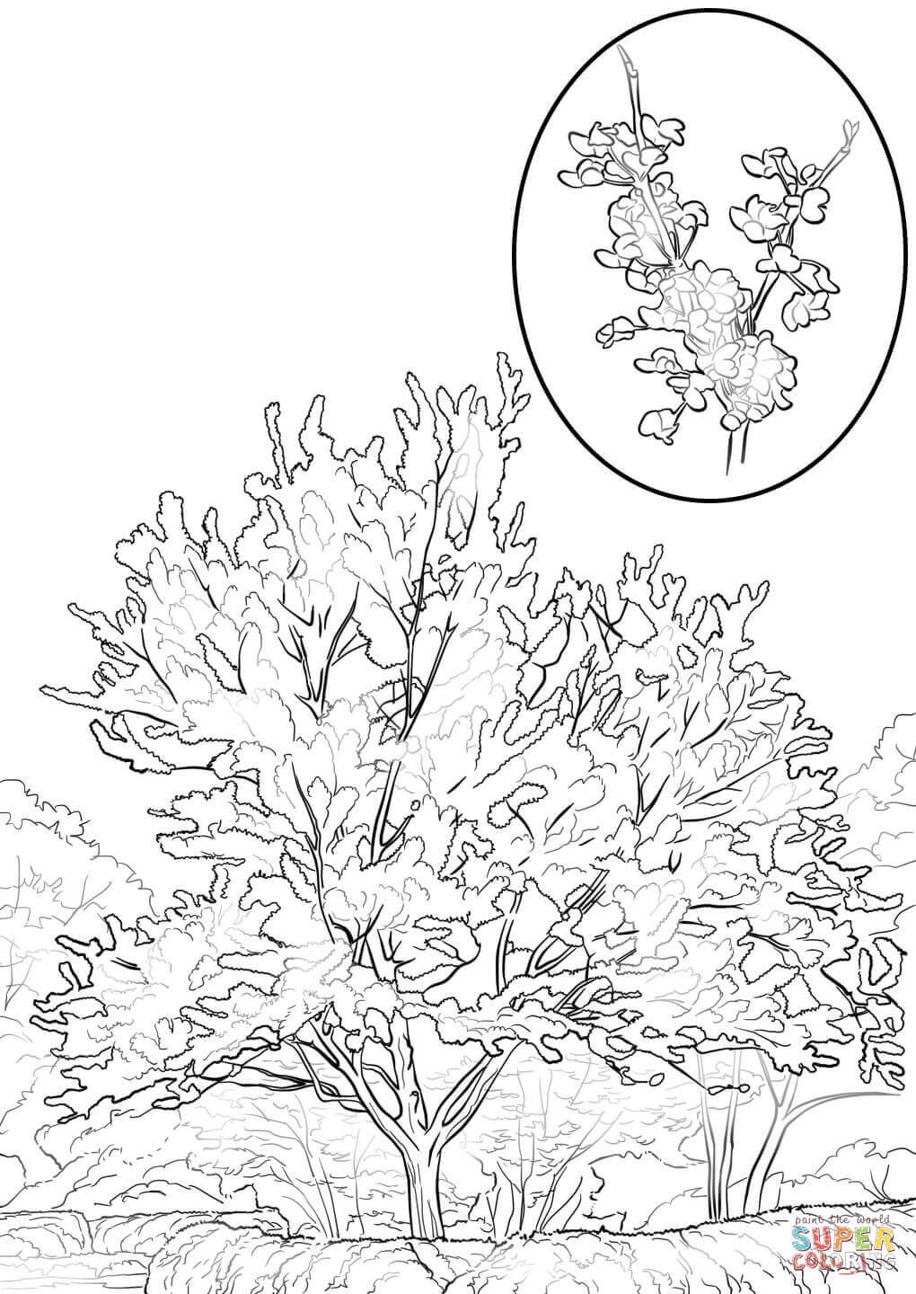 Eastern redbud coloring page free printable coloring pages tree coloring page flag coloring pages coloring pages
