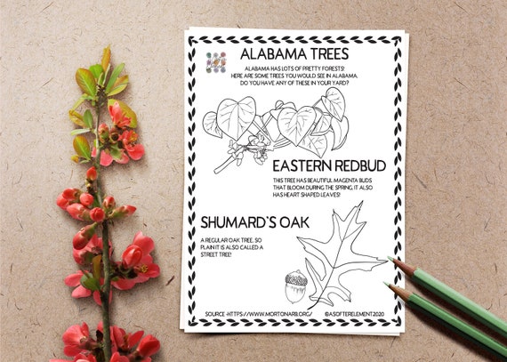 Nature coloring pages alabama trees eastern redbud