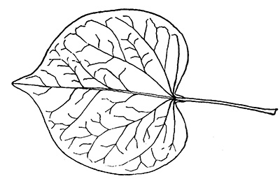 Intro to trees of indiana redbud