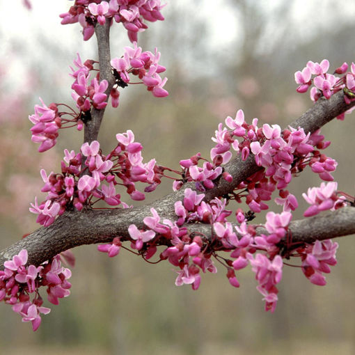 Forest pansy redbud trees for sale at arbor days online tree nursery
