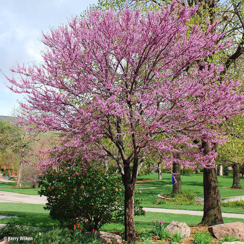 Eastern redbud trees for sale at arbor days online tree nursery