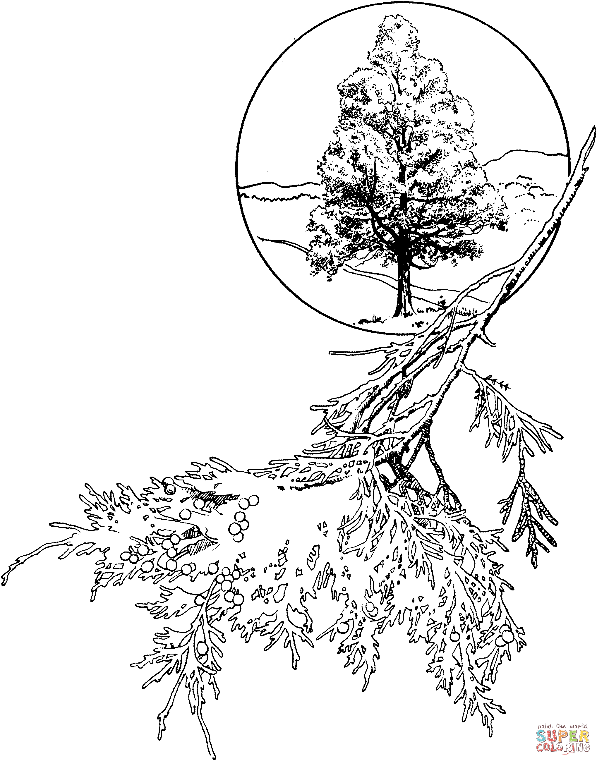 Red cedar or eastern juniper coloring page free printable coloring pages