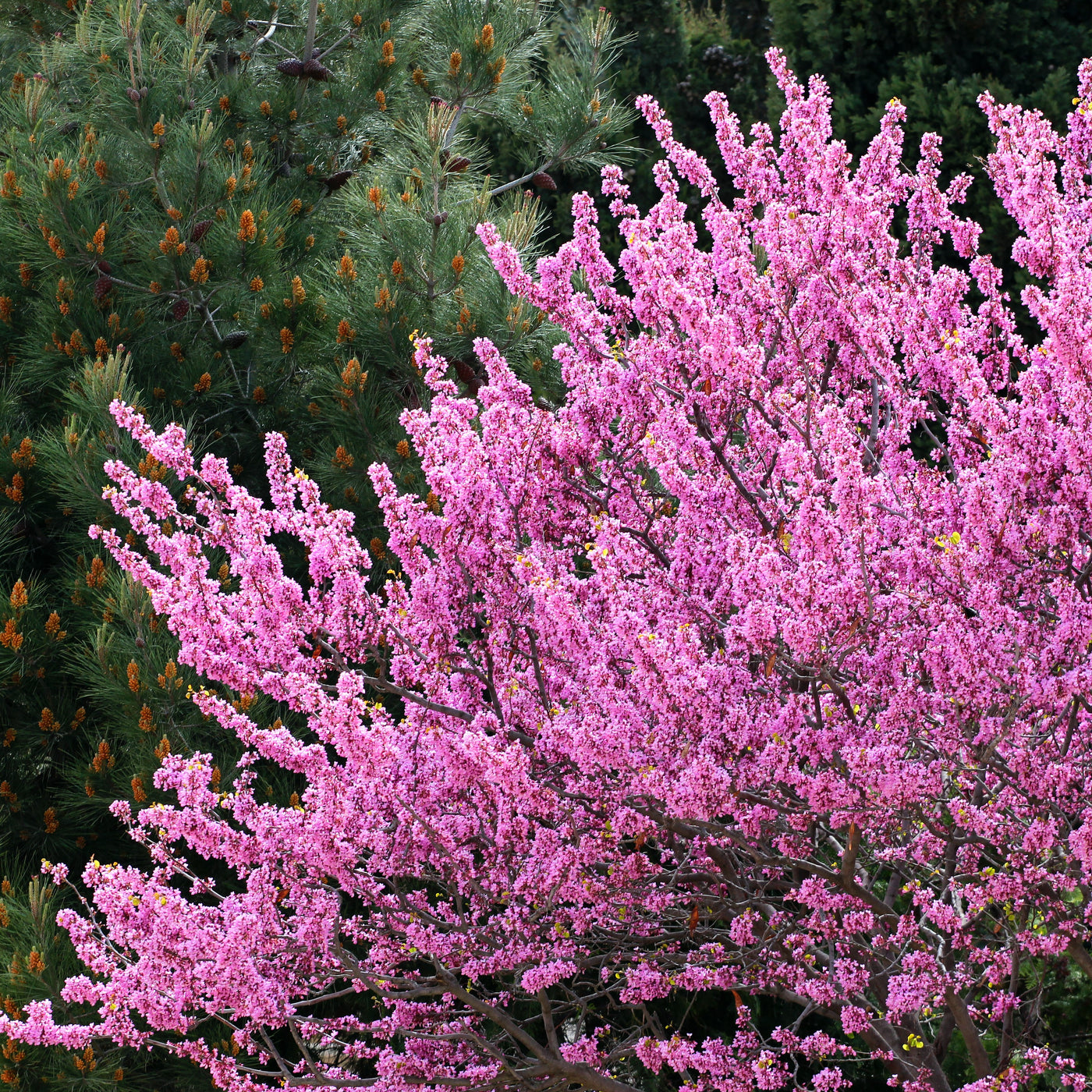 Eastern redbud tree â green thumbs garden