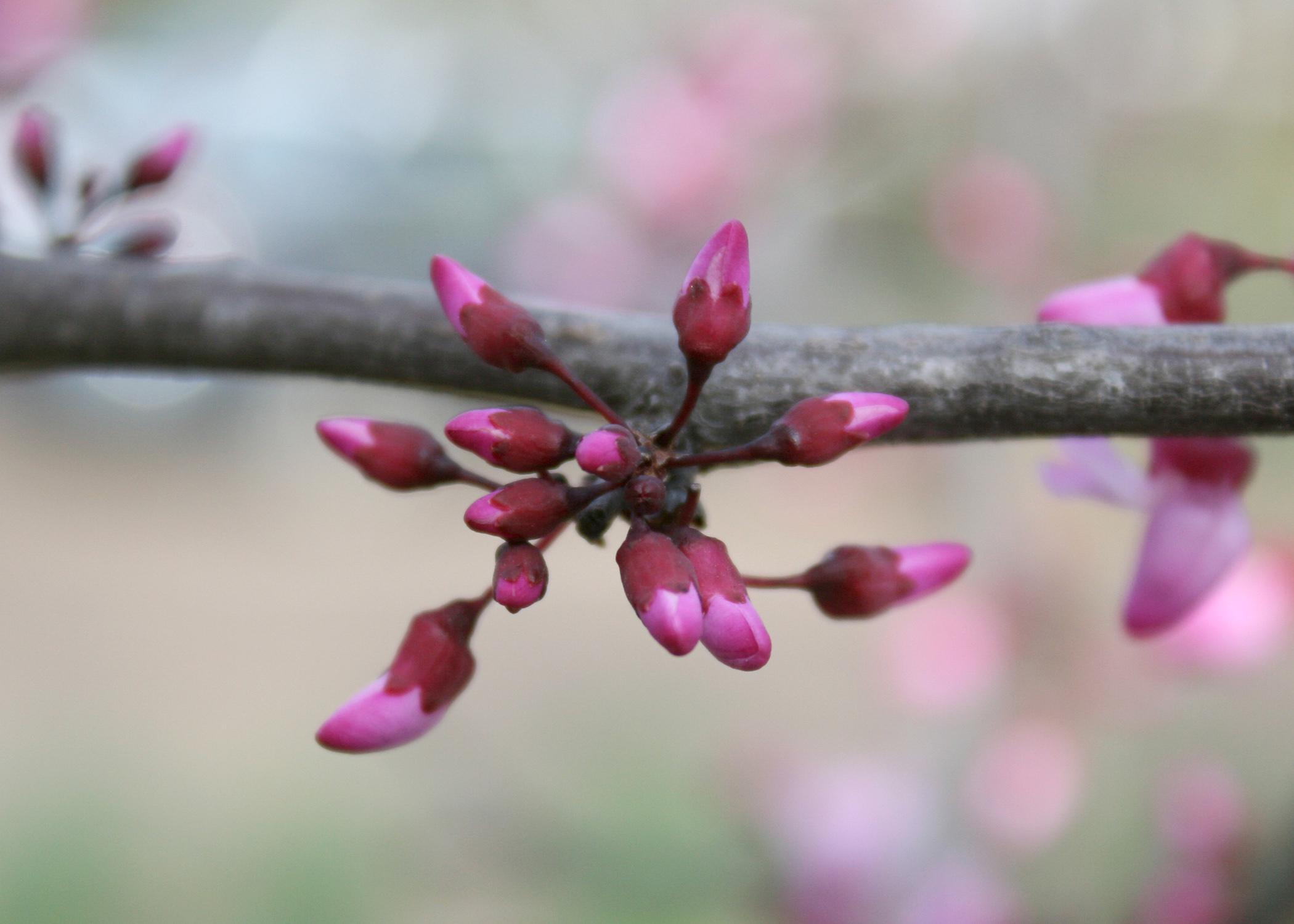 Redbuds make bold color statement in early spring mississippi state university service