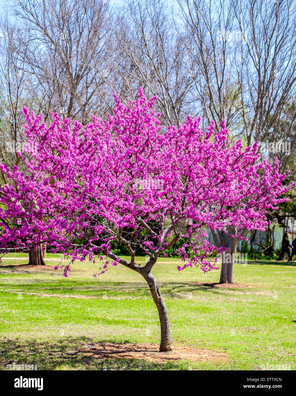Red bud tree hi