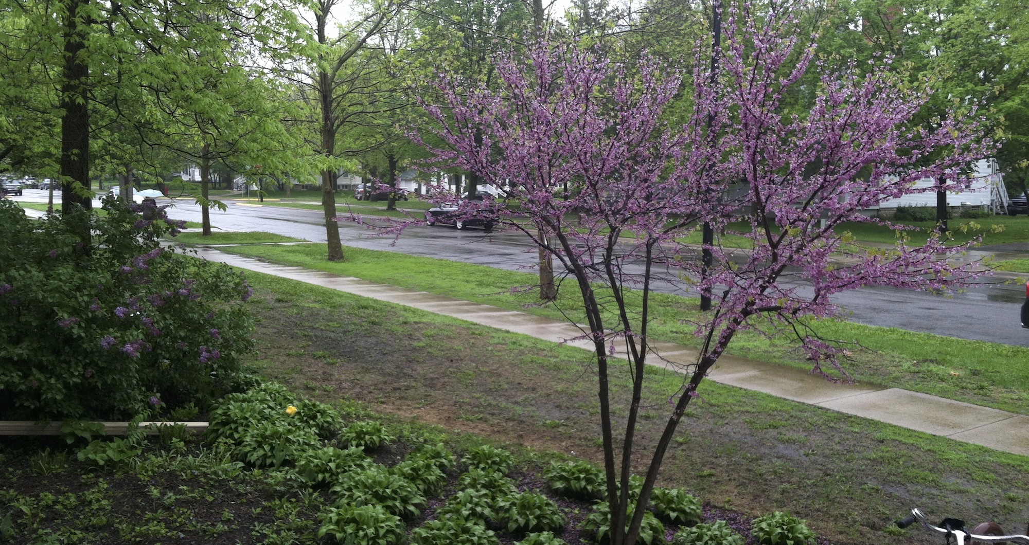 Will the redbuds bloom