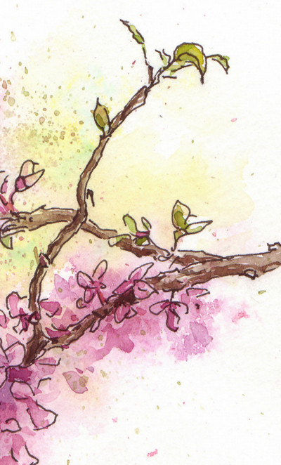 Redbud sketch