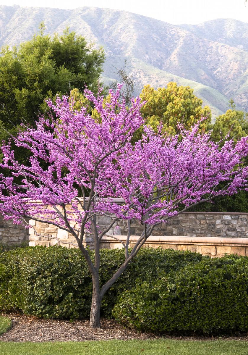 Forest pansy redbud cercis canadensis forest pansy plant