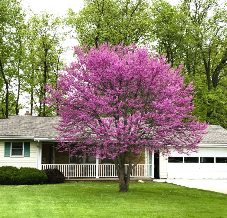 Eastern redbud an all