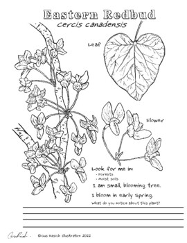Spring eastern us wildflower species coloring sheets by enviro ed resources