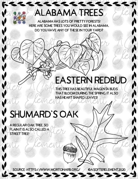 Nature coloring pages alabama trees eastern redbud