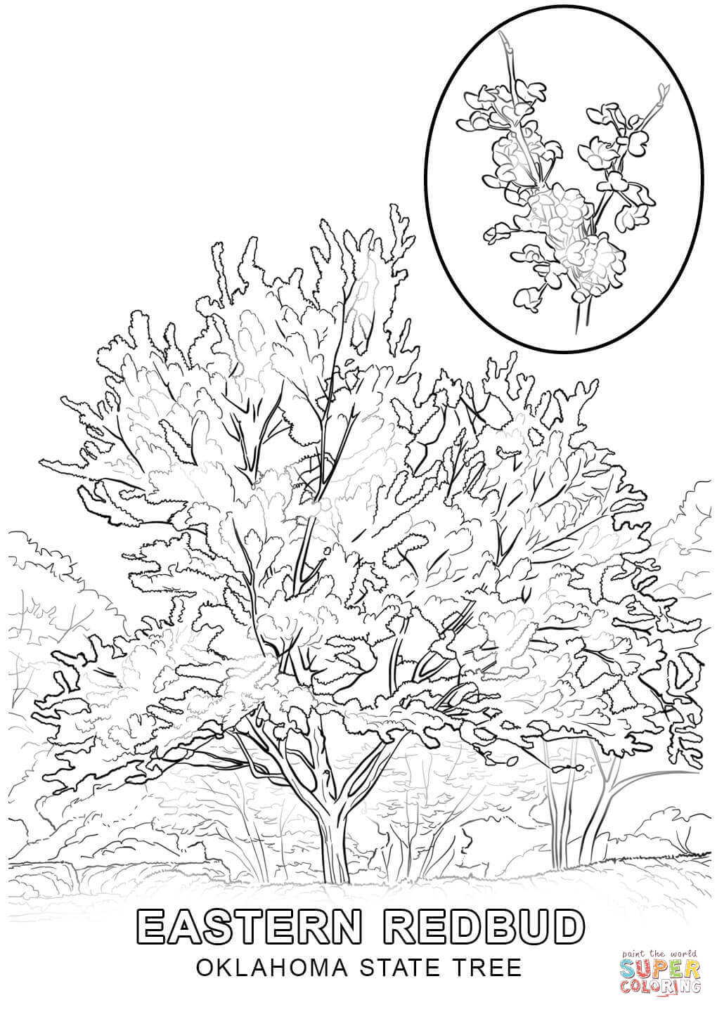 Oklahoma state tree coloring page free printable coloring pages