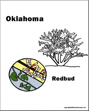Oklahoma state tree