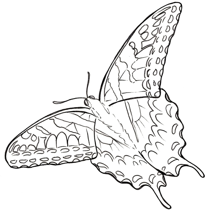 Eastern tiger swallowtail butterfly tattoo by metacharis on deviantart butterfly tattoo designs swallowtail butterfly butterfly tattoo