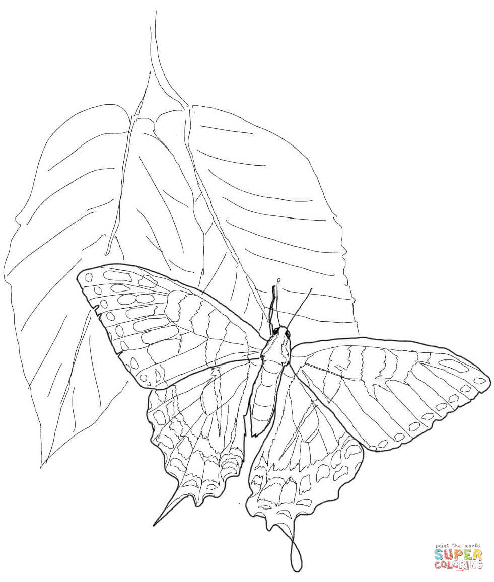 Eastern tiger swallowtail coloring page free printable coloring pages