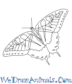 How to draw an eastern tiger swallowtail